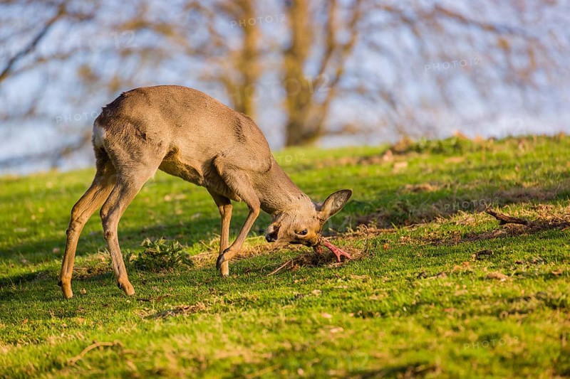 A roebuck (Capreolus capreolus) sweeps his antlers on the ground