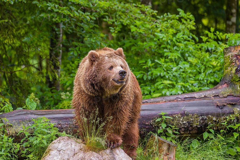 A female eurasian brown bear (Ursus arctos arctos) stands on a rock lying at a forest edge in early springtime on a rainy day