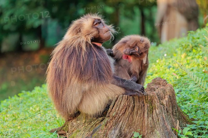 A male and a female Gelada (Theropithecus gelada), or bleeding-heart monkey sit in beautiful light on a rotten tree stump lying in green vegetation. The female grooms the male Gelada