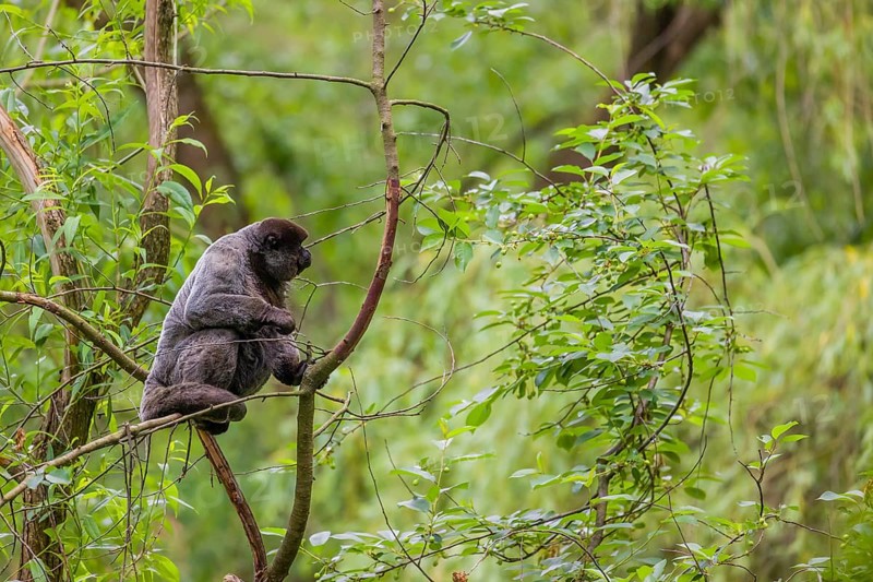 A common woolly monkey, brown woolly monkey, or Humboldt's woolly monkey (Lagothrix lagothricha) climbs in a tree