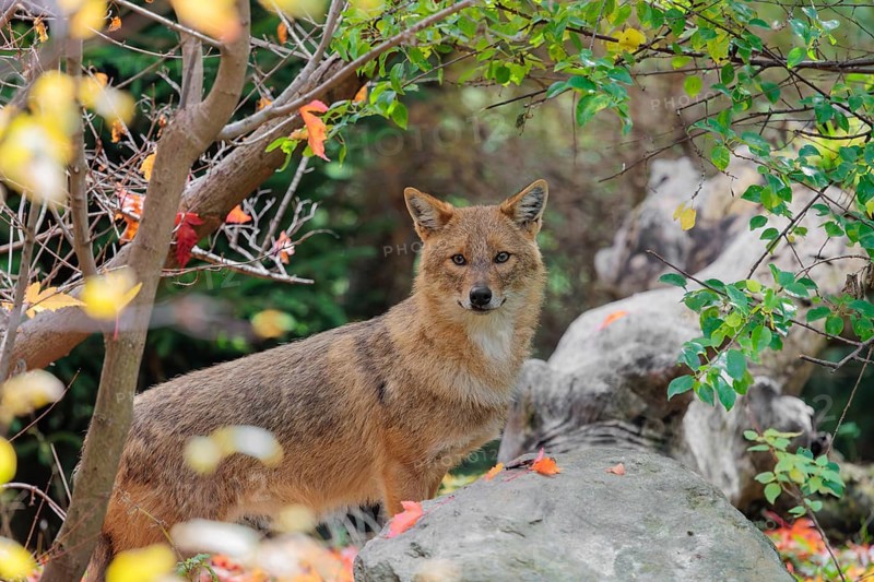 A golden jackal (Canis aureus) stands behind a rock between bushes at the edge of the forest