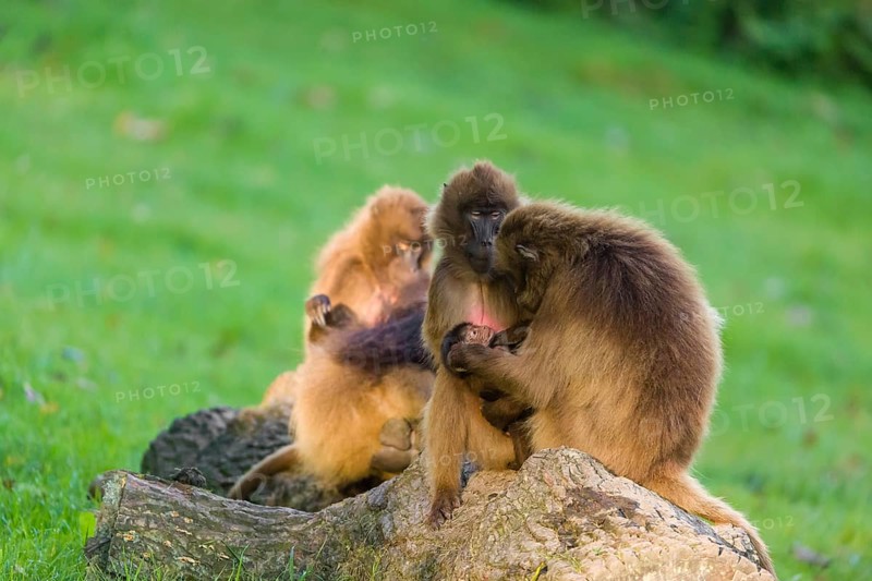 Three female Gelada (Theropithecus gelada), or bleeding-heart monkey, sit on a rock and groom a baby. Sweet evening light