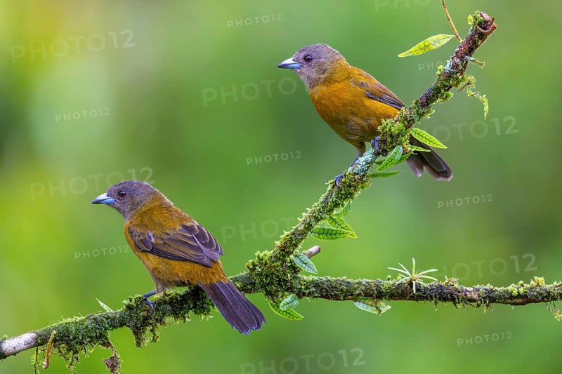 Flame tanager (Pamphecelus passerinii), tanager (Thraupidae), Costa Rica, Central America