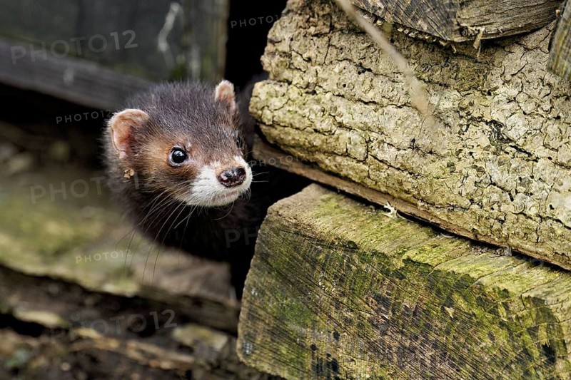 European polecat (Mustela putorius), also known as ferret, looking out from between piles of wood, captive, Switzerland, Europe