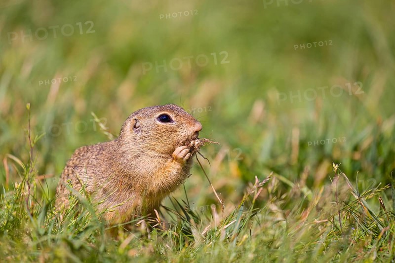 A European ground squirrel (Spermophilus citellus) or European souslik sits in green gras, looking for food
