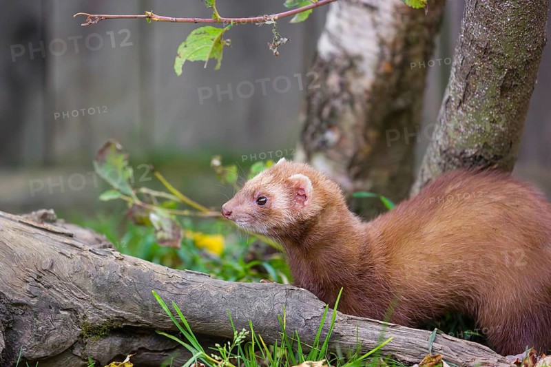 A male ferret (Mustela putorius furo) stands between dead trunks of trees, searching for food
