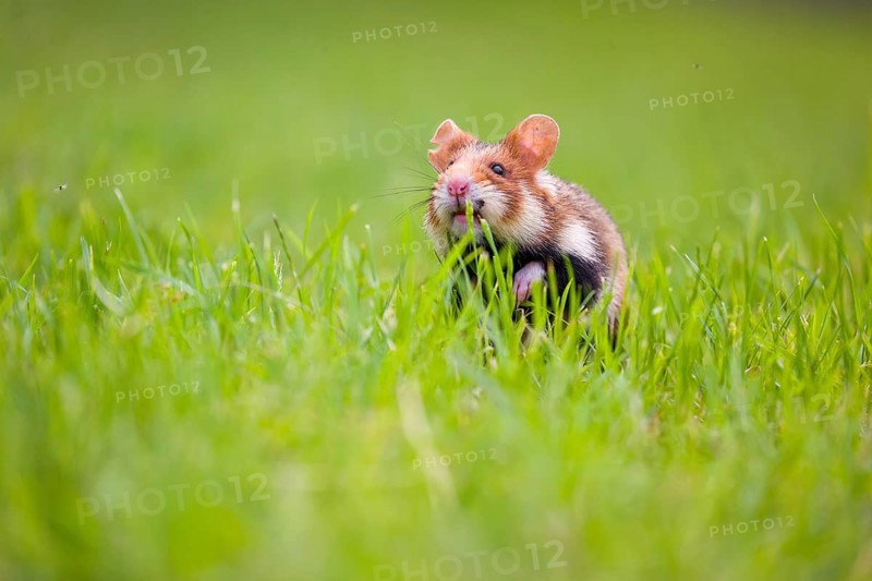 A European hamster (Cricetus cricetus), Eurasian hamster, black-bellied hamster or common hamster, searches for food on fresh green grass
