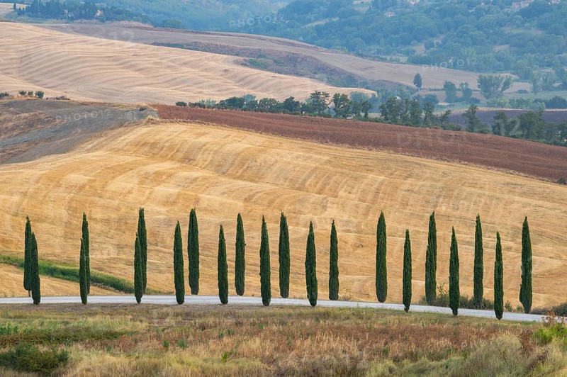 Typical Tuscan landscape in Crete Senesi with hills, trees, fields, cypresses and farm road in autumn, sunrise, Agriturismo Baccoleno, UNESCO World Heritage Site, Siena Province, Tuscany, Italy, Europe