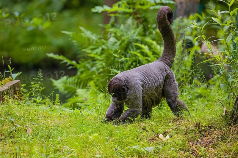 A common woolly monkey, brown woolly monkey, or Humboldt's woolly monkey (Lagothrix lagothricha) walks on the forest floor, collecting food