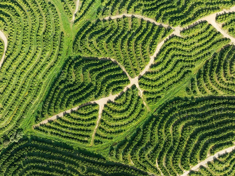 Cultivated orange trees (Citrus sinensis) and network of agricultural roads. Aerial view. Drone shot. Huelva province, Andalusia, Spain, Europe