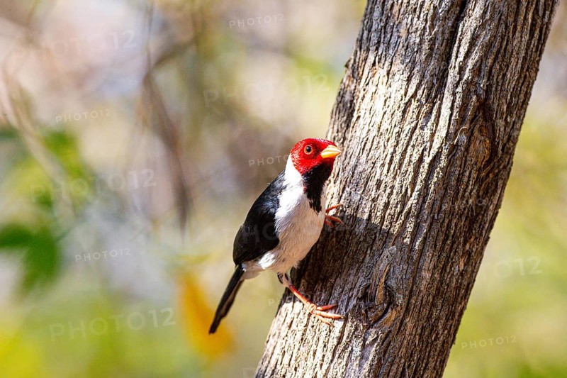 The red-capped cardinal (Paroaria gularis) Pantanal Brazil