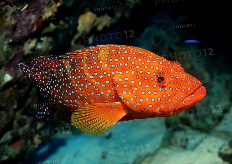 Jewelled grouper (Cephalopholis miniata) Jewelled grouper, Coral Hind, Bluespotted Hind swims through tropical coral reef, Red Sea, Gulf of Aqaba