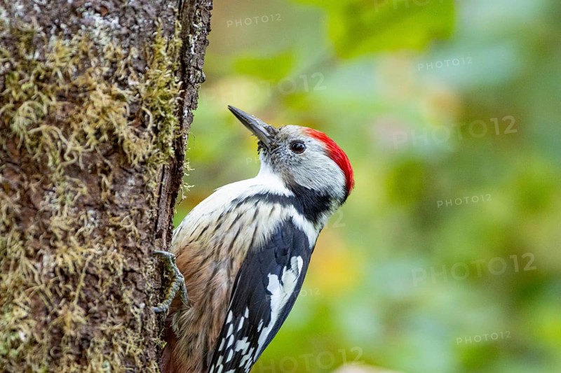 Middle spotted woodpecker (Dendrocopus medius) Germany