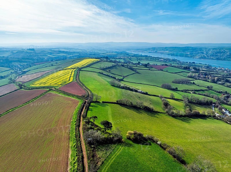 Rapeseed fields over the River Teign from a drone, Teignmouth, Shaldon, Devon, England, United Kingdom, Europe