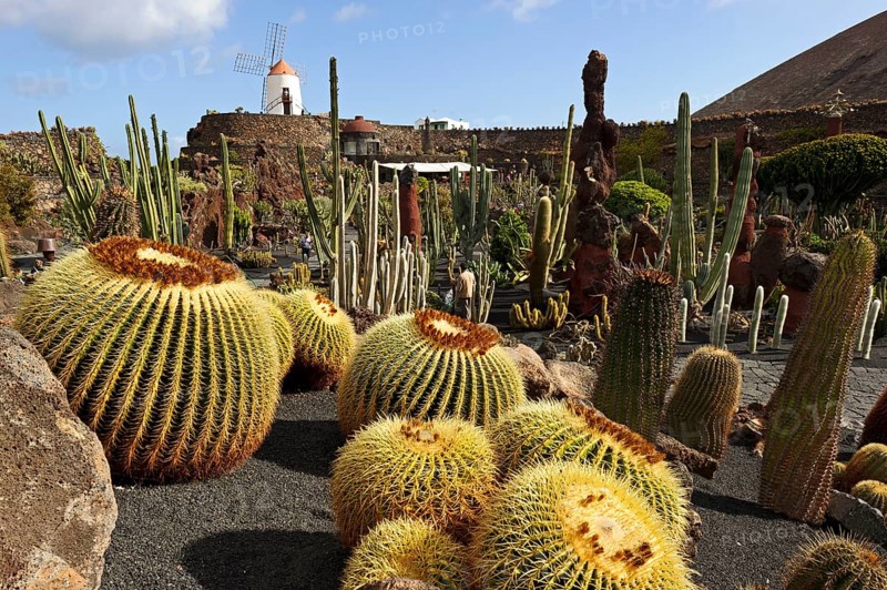 Jardin de Cactus, cactus garden, Guatiza, Lanzarote, Canary Islands, designed by Cesar Manrique, Spain, Europe