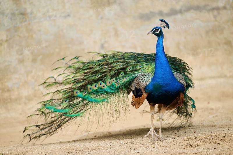 Indian peafowl (Pavo cristatus) standing on the ground, Spain, Europe
