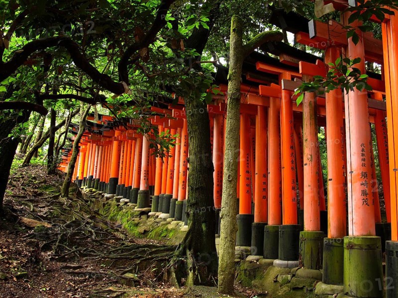Torii Gates, Fushimi Inari Shrine, Kyoto, Japan, Asia