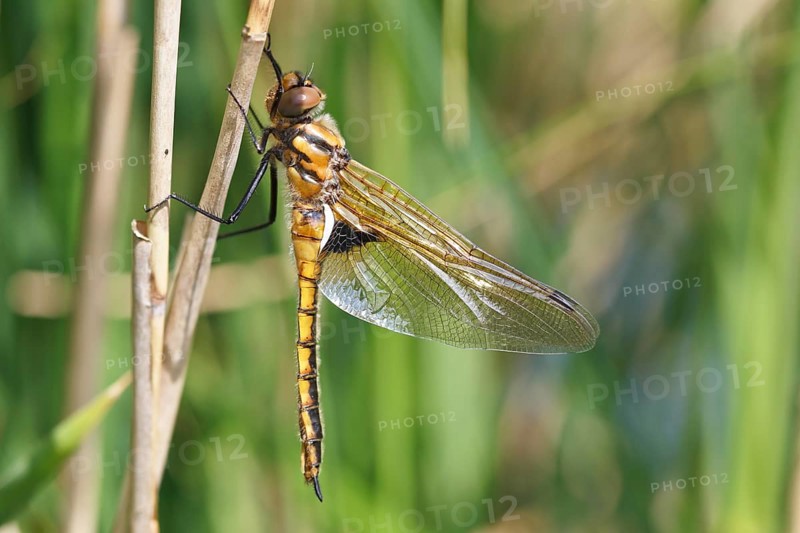 Two-spot (Epitheca bimaculata), freshly hatched animal drying itself on a reed stalk, imago on a reed stalk, finished insect, still unable to fly, Naturpark Flusslandschaft Peenetal, Mecklenburg-Vorpommern, Germany, Europe