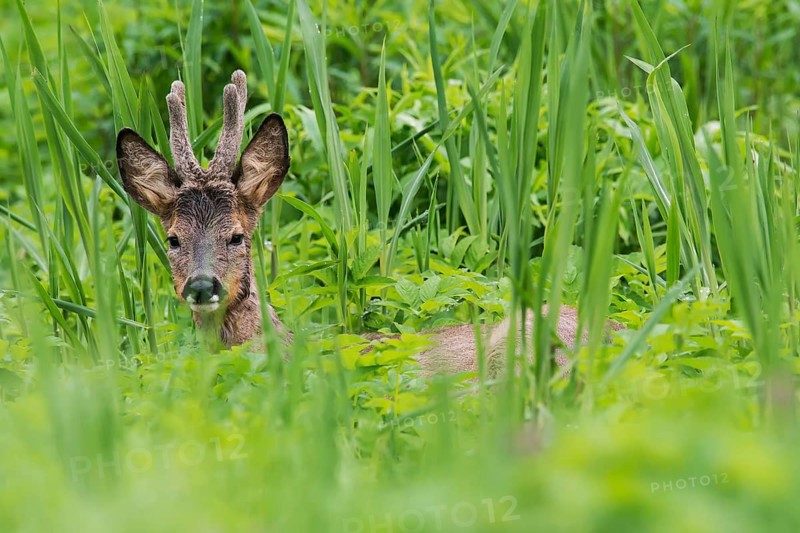 Roe deer (Capreolus capreolus) buck, Austria, Europe