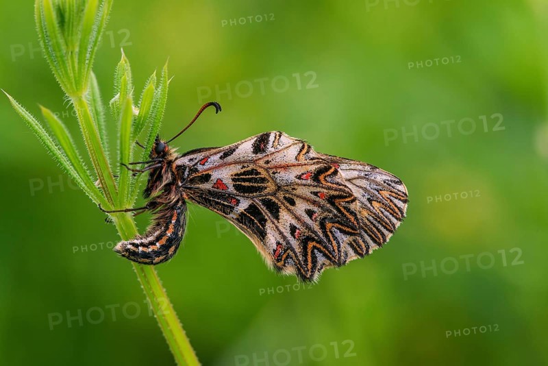 Southern Festoon (Zerynthia polyxena), Austria, Europe