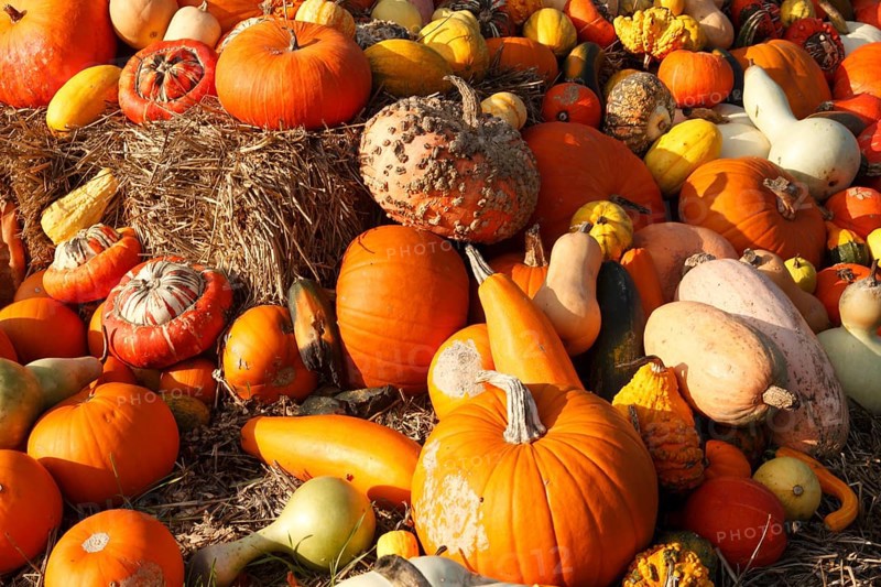 Various types of pumpkin, market stall, North Rhine-Westphalia, Germany, Europe