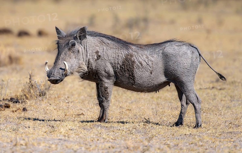 Common warthog (Phacochoerus africanus), Khama Rhino Sanctuary, Serowe, Botswana, Africa