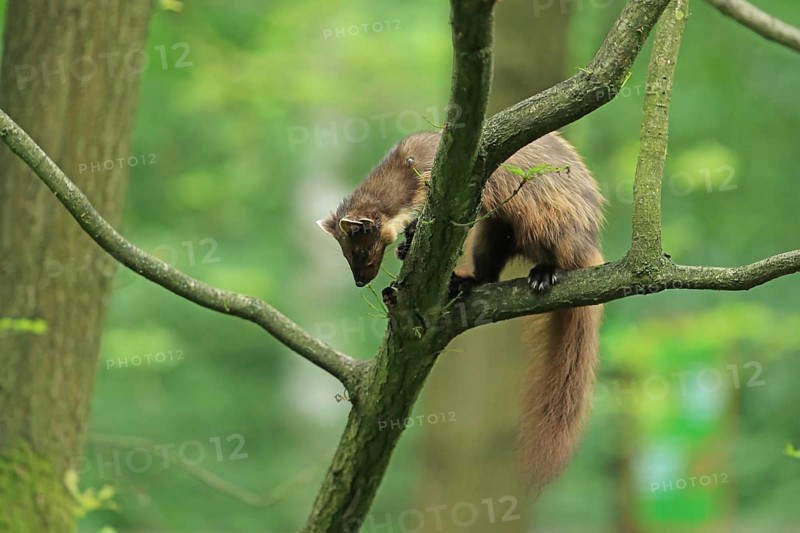 Pine marten