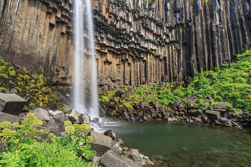 Waterfall, basalt columns, summer, angelica root (Angelica archangelica), Svartifoss, Skaftafell National Park, Iceland, Europe
