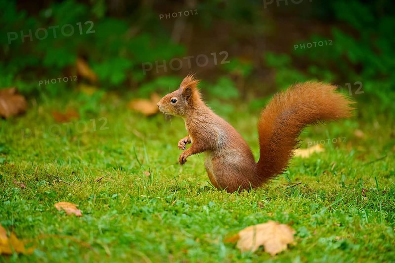 Eurasian squirrel (Sciurus vulgaris), sitting attentively in a meadow with autumn leaf litter, Baden-Württemberg, Germany, Europe