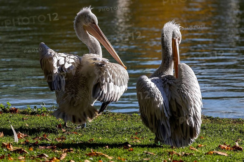 Pelicans (Pelecanidae, Pelecanus), preening, in a meadow, captive, Germany, Europe