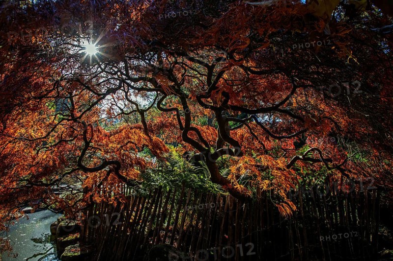 Fan maple (Acer palmatum), picket fence, autumn colours, backlight, Japanese Garden, Zoological City Garden, Karlsruhe, Baden-Württemberg, Germany, Europe