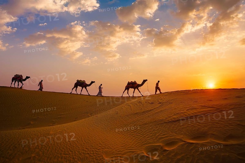 Indian cameleers camel drivers bedouin with camel silhouettes in sand dunes of Thar desert on sunset. Caravan in Rajasthan travel tourism background safari adventure. Jaisalmer, Rajasthan, India, Asia