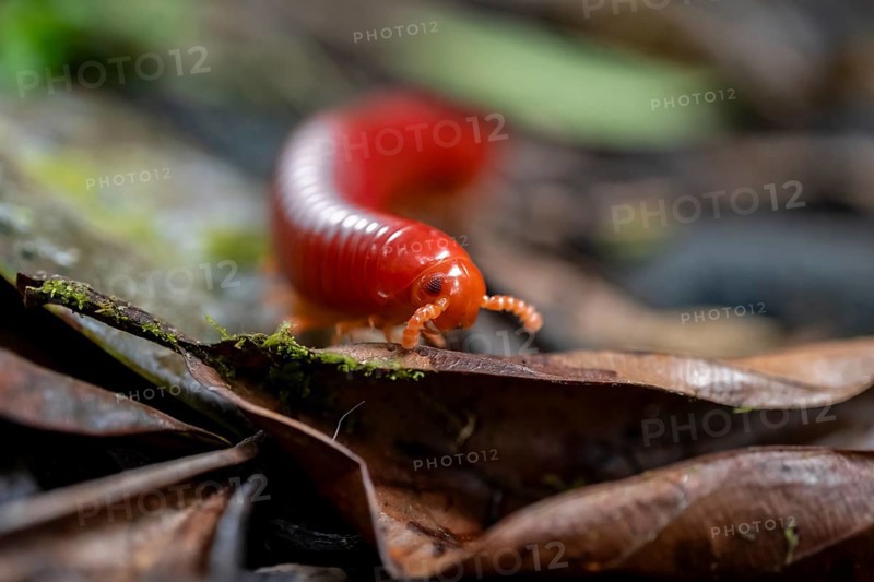 Genome millipede (Trigoniulus corallinus), red millipede on the forest floor, Refugio Nacional de Vida Silvestre Mixto Bosque Alegre, Alajuela province, Costa Rica, Central America