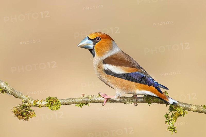 Hawfinch (Coccothraustes coccothraustes), male, with blue decorative feathers and grey-blue beak, sitting on a branch overgrown with moss, wildlife, plumage, animals, finches, birds, Siegerland, North Rhine-Westphalia, Germany, Europe