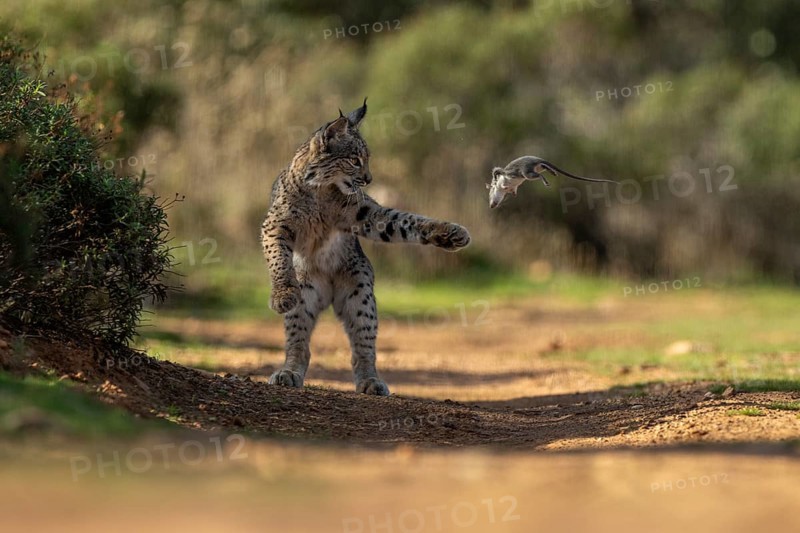 Lynx pardinus, young male, with rat in mouth, prey, La Mancha, Spain, Europe