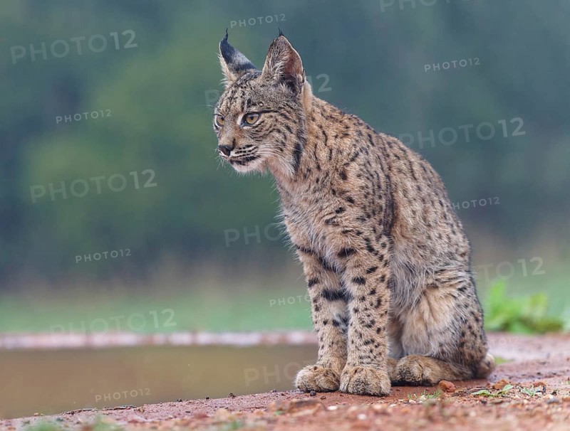 Young lynx (Lynx pardinus) at the watering hole, Castilla-La Mancha, Spain, Europe