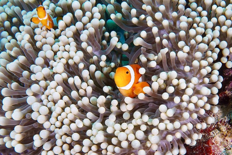 A pair of Ocellaris Clownfish (Amphiprion ocellaris), Nemo, swimming in a beautiful sea anemone, dive site Coral Garden, Menjangan, Bali, Indonesia, Asia