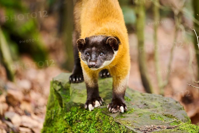 Yellow-throated marten (Martes flavigula)on a rock, Germany, Europe