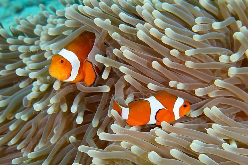 Two Ocellaris Clownfish (Amphiprion ocellaris), Nemo, resting in the protective arms of a sea anemone on the seabed, dive site Coral Garden, Menjangan, Bali, Indonesia, Asia