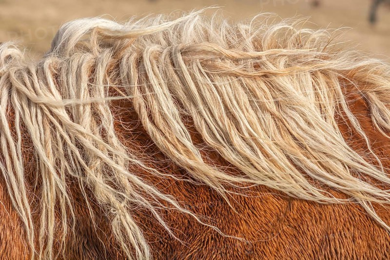 A horse with long, white hair on its head. The hair is twisted and messy, giving the horse a wild and untamed appearance. The horse is standing in a field, surrounded by grass and dirt. Bas rhin, Alsace, France, Europe