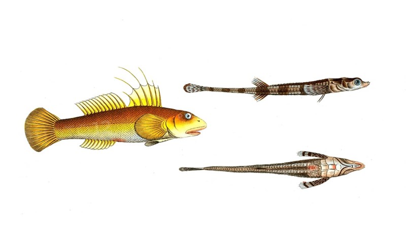 Fish, fish, left: Gobius plümieri, the nose goby. right: fish genus from the bullhead family, Cottus monopterigius, the East Indian bullhead, Historic, digitally restored reproduction from a 19th century original, Record date not stated