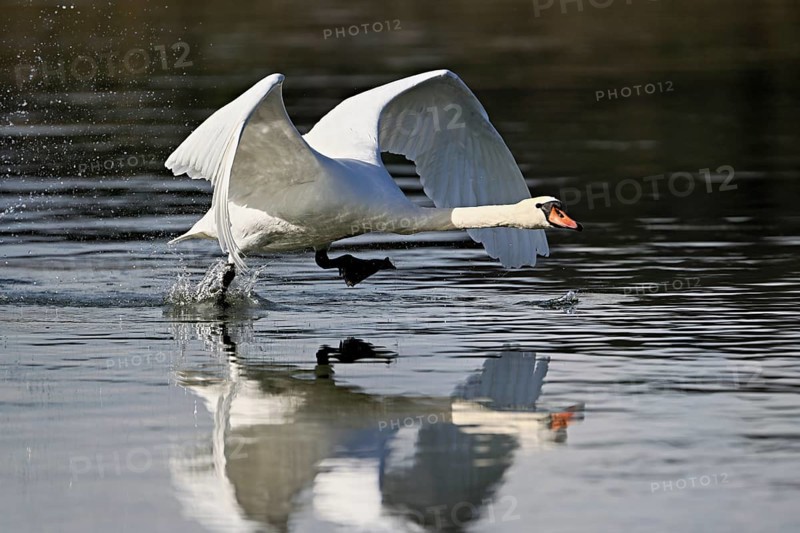 Mute swan (Cygnus olor), taking off from the water, Flachsee, Switzerland, Europe