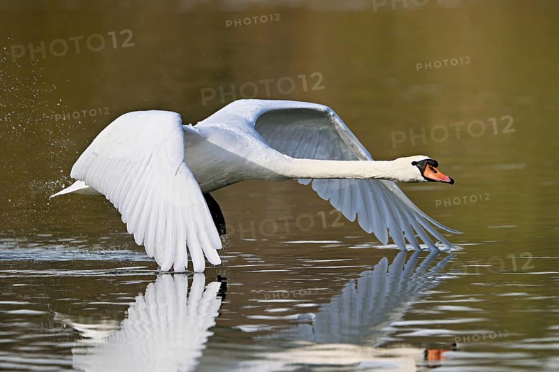 Mute swan (Cygnus olor), taking off from the water, Flachsee, Switzerland, Europe