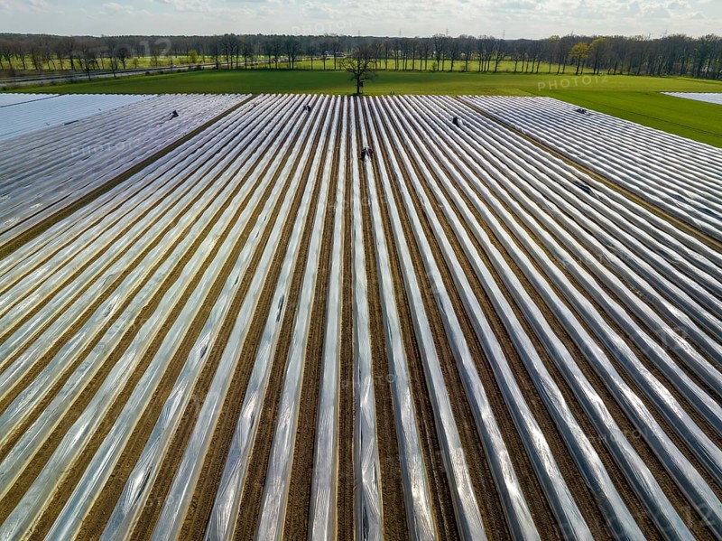 Wesel, North Rhine-Westphalia, Germany, Harvest workers from Eastern Europe harvest the first asparagus of the season in a field, Europe
