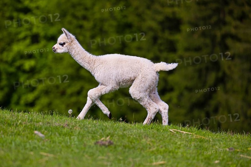 One young Alpaca (Vicugna pacos) runs uphill on a fresh green meadow . A green forest in the distant background