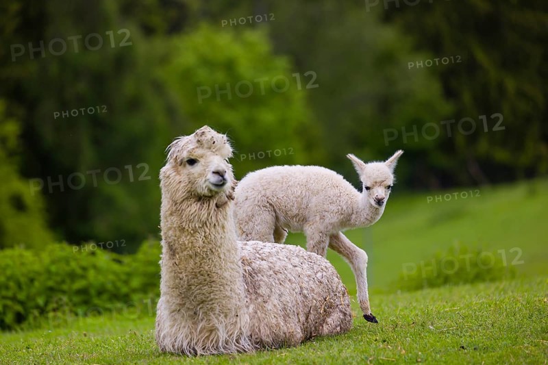 One white female Alpaca (Vicugna pacos) lies a on a fresh green meadow, one young stands next to her. A green forest in the distant background