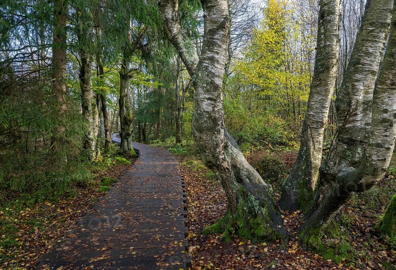 Boardwalk through bog birch forest (Betula pubescens), Schwarzes Moor, near Fladungen, Bavarian Rhön Biosphere Reserve, Bavaria