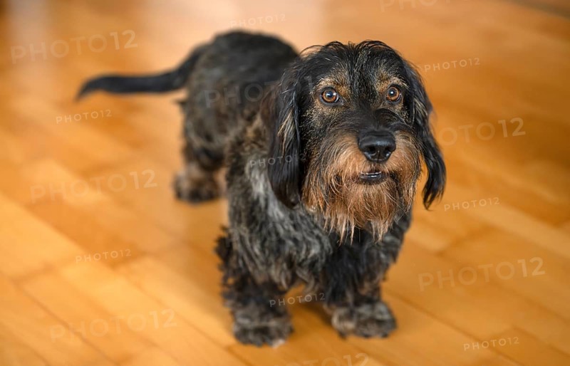 Rough-haired dachshund, male, standing on parquet, Stuttgart, Baden-Württemberg, Germany, Europe