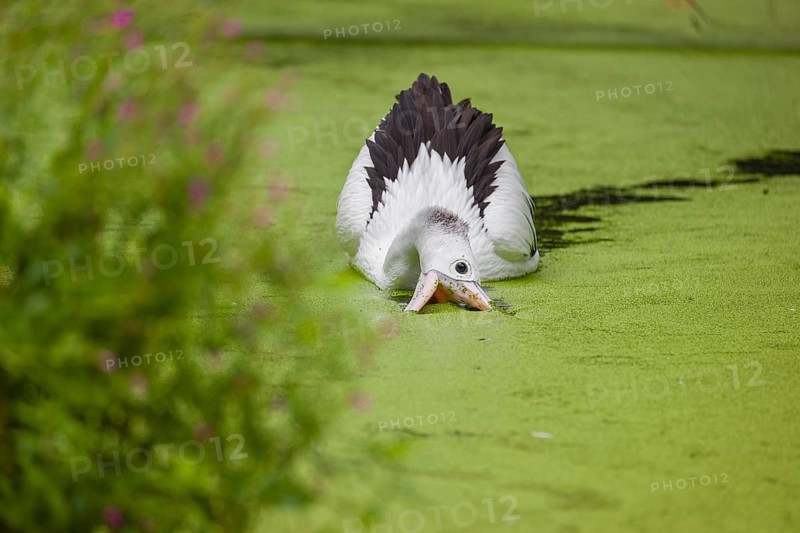 An Australian pelican (Pelecanus conspicillatus) swims in a duckweed-covered pond and fishes for food