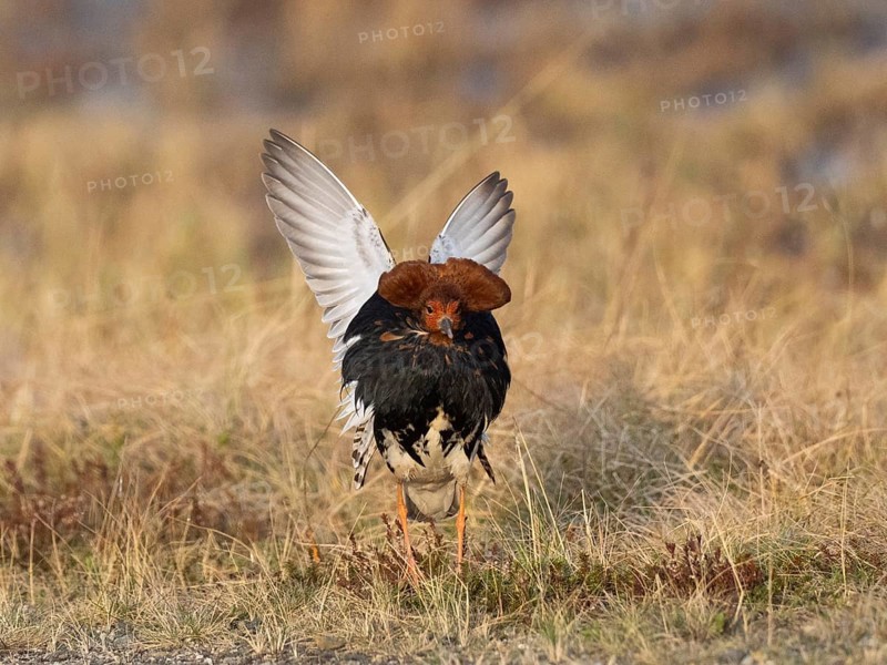 Ruff (Calidris pugnax) male in breeding plumage displaying at lek, Pokka, Finnish Lapland